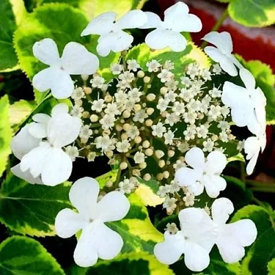 Гортензия МИРАНДА черешковая  Гортензия МИРАНДА черешковая в Липецке