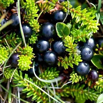 Водяника  Водяника в Липецке