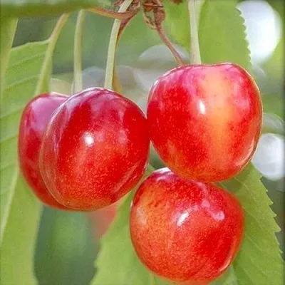 Черешня МЕДУНИЦА  Черешня МЕДУНИЦА в Липецке