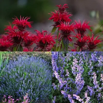 Комплект АРОМАТНЫЙ ЧАЙ в Липецке