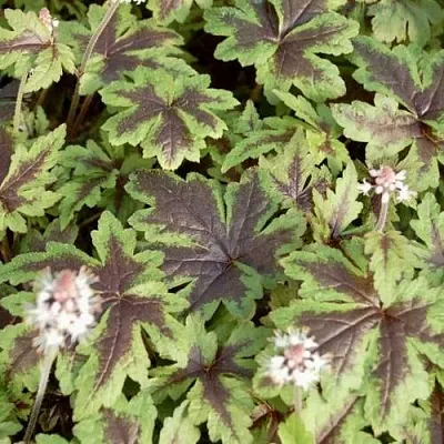 Гейхера ШУГА ЭНД СПАЙС  Гейхера ШУГА ЭНД СПАЙС в Липецке