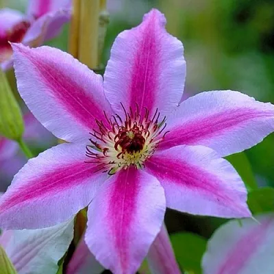 Клематис НЕЛЛИ МОЗЕР  Клематис НЕЛЛИ МОЗЕР в Липецке