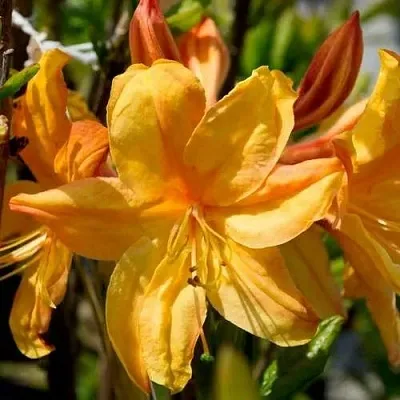 Азалия ГОЛДЕН ЛАЙТС листопадная  Азалия ГОЛДЕН ЛАЙТС листопадная в Липецке