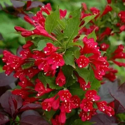 Вейгела РЕД ПРИНЦ  Вейгела РЕД ПРИНЦ в Липецке