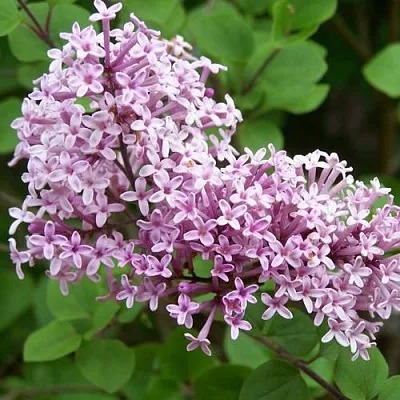 Сирень ПАЛИБИН   Сирень ПАЛИБИН  в Липецке