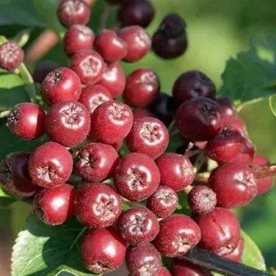 Рябина БУРКА сладкоплодная в Липецке