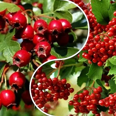 Комплект БУДЬ ЗДОРОВ в Липецке