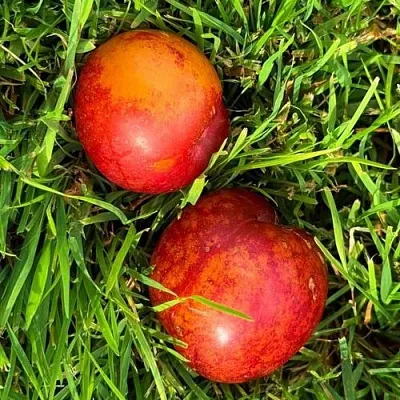 Шарафуга НЕКТАРИННАЯ в Липецке