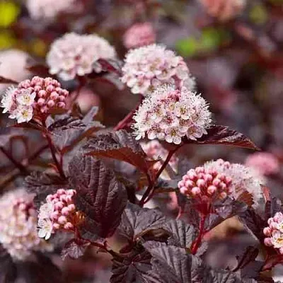 Пузыреплодник АНДРЕ   Пузыреплодник АНДРЕ  в Липецке