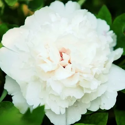 Пион СНЕЖНАЯ КРЕПОСТЬ древовидный  Пион СНЕЖНАЯ КРЕПОСТЬ древовидный в Липецке