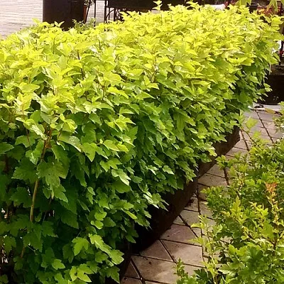 Комплект АНГЕЛ ГОЛД в Липецке