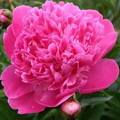 Пион ЭДУЛИС СУПЕРБА травянистый  Пион ЭДУЛИС СУПЕРБА травянистый в Липецке