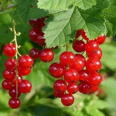 Смородина красная РОНДОМ  Смородина красная РОНДОМ в Липецке