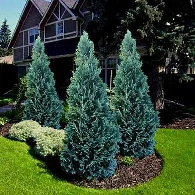 Кипарисовик ВАН ПЕЛЬТС БЛЮ лавсона  Кипарисовик ВАН ПЕЛЬТС БЛЮ лавсона в Липецке