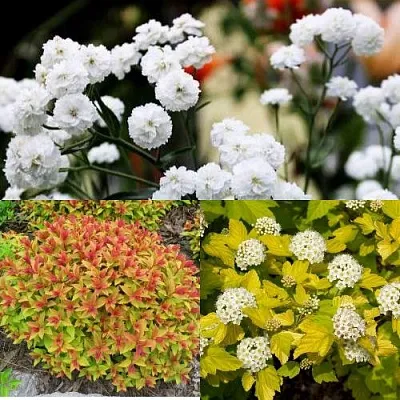 Комплект СОЛНЕЧНЫЙ МИКС в Липецке