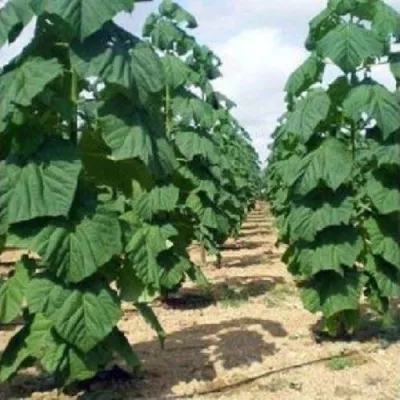 Павлония ПАО ТОГН Z07 в Липецке