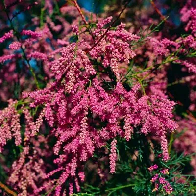 Тамарикс  Тамарикс в Липецке