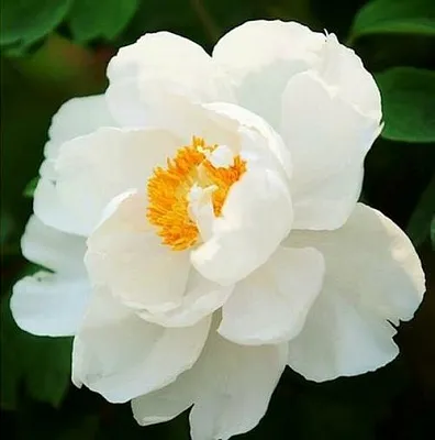 Пион ЛЕТНИЙ ДВОРЕЦ древовидный  Пион ЛЕТНИЙ ДВОРЕЦ древовидный в Липецке