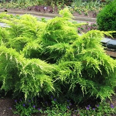 Можжевельник ГОЛД КОСТ средний  Можжевельник ГОЛД КОСТ средний в Липецке