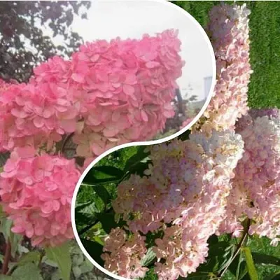 Комплект МНОГОГРАННОСТЬ в Липецке