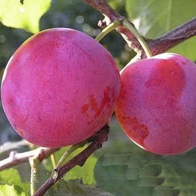 Слива ДЕЛИКАТНАЯ в Липецке