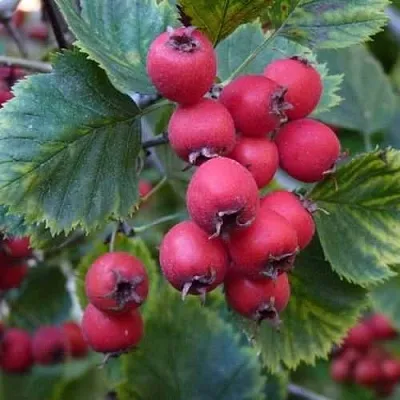 Боярышник АРНОЛЬДА в Липецке