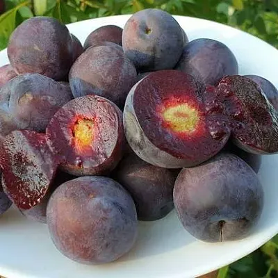 Сливово-вишневый гибрид МЕЙНОР  Сливово-вишневый гибрид МЕЙНОР в Липецке