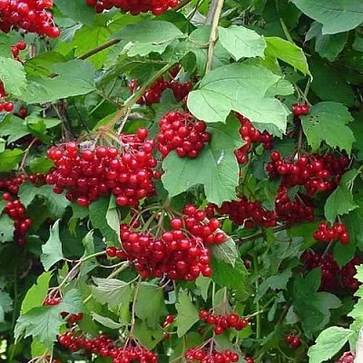 Калина КОМПАКТУМ  Калина КОМПАКТУМ в Липецке