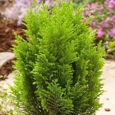 Кипарисовик ЭЛВУДИ ГОЛД лавсона  Кипарисовик ЭЛВУДИ ГОЛД лавсона в Липецке