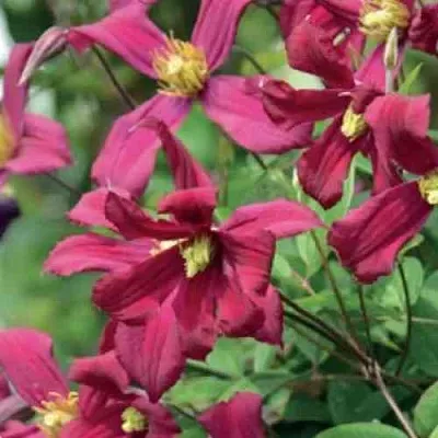 Клематис СТРОУБЕРРИ ФИЛДС  Клематис СТРОУБЕРРИ ФИЛДС в Липецке