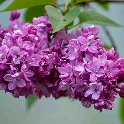 Сирень   Сирень  в Липецке