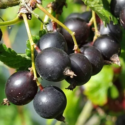 Йошта ДЖОСТАБЕРРИ в Липецке