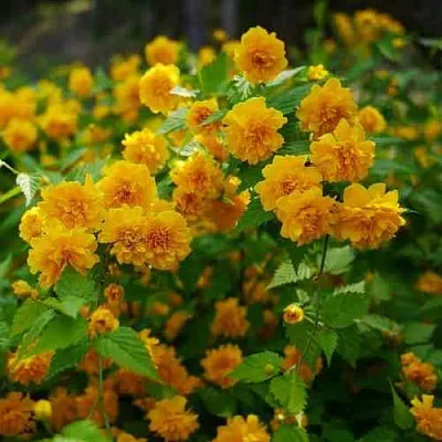 Керрия японская ПЛЕНИФЛОРА  Керрия японская ПЛЕНИФЛОРА в Липецке