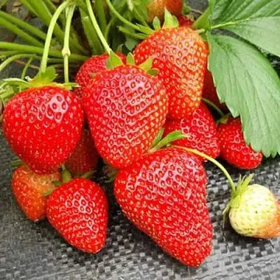 Клубника ВИМА РИНА ремонтантная в Липецке