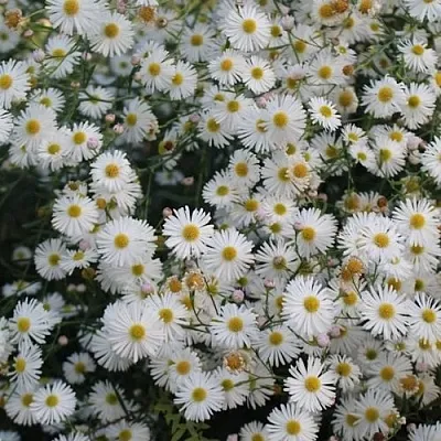Болтония СНОУБЭНК  Болтония СНОУБЭНК в Липецке