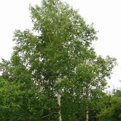 Береза бородавчатая в Липецке