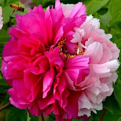 Пион ДВЕ СЕСТРЫ древовидный  Пион ДВЕ СЕСТРЫ древовидный в Липецке