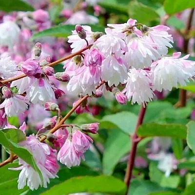 Дейция  Дейция в Липецке