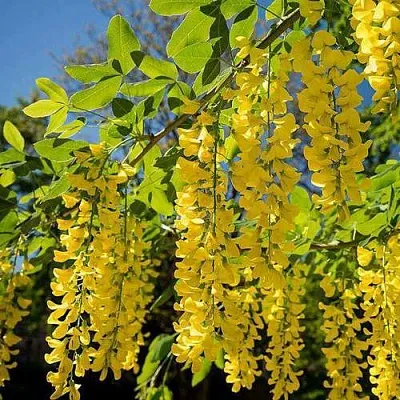 Бобовник  Бобовник в Липецке