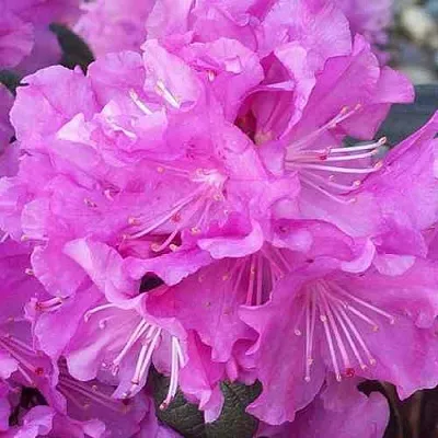 Рододендрон П.Ж.М. ЭЛИТ  Рододендрон П.Ж.М. ЭЛИТ в Липецке