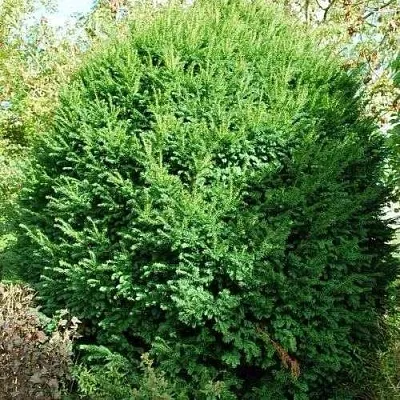 Тис РЕПАНДЕНС ягодный  Тис РЕПАНДЕНС ягодный в Липецке