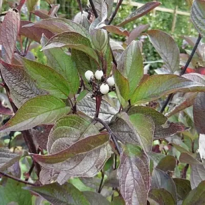 Дерен КЕССЕЛЬРИНГИ  Дерен КЕССЕЛЬРИНГИ в Липецке