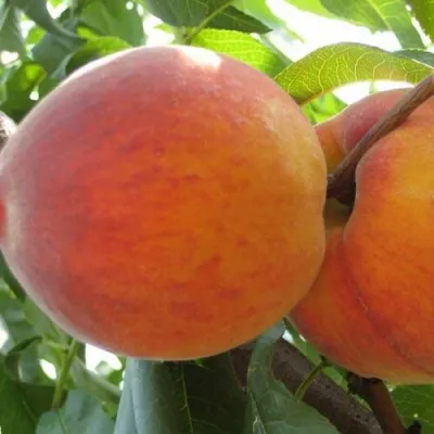 Персик СОЧНЫЙ — описание сорта Персик СОЧНЫЙ в Липецке