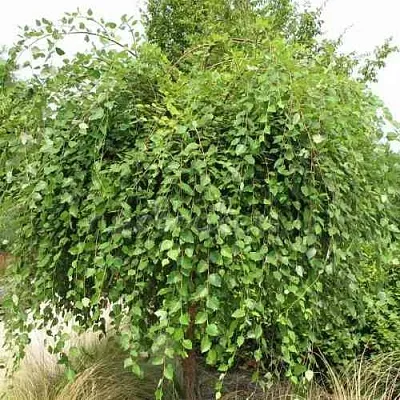 Береза САММЕР КАСКАД черная в Липецке