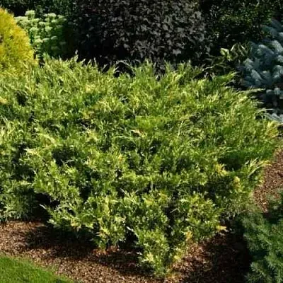 Можжевельник ВАРИЕГАТА казацкий  Можжевельник ВАРИЕГАТА казацкий в Липецке