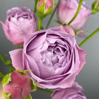 Саженцы роз ЛАВЕНДЕР БАБЛС спрей  Саженцы роз ЛАВЕНДЕР БАБЛС спрей в Липецке