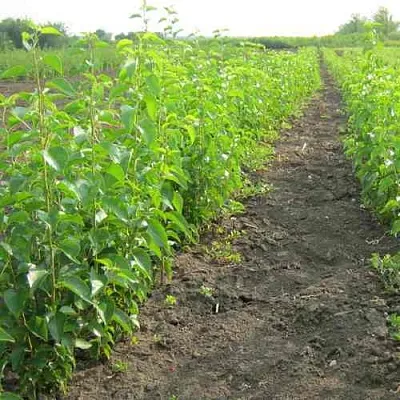 Подвой черешни ДИКАЯ ЧЕРЕШНЯ в Липецке