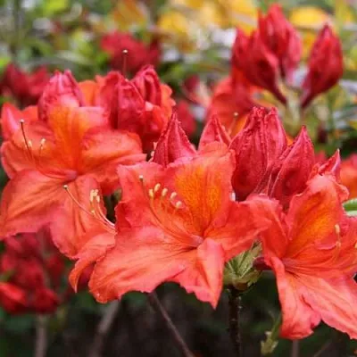 Азалия ЛИЛИНШТЕЙН японская  Азалия ЛИЛИНШТЕЙН японская в Липецке