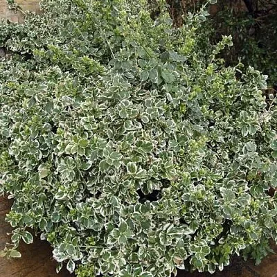 Бересклет ЭМЕРАЛЬД ГАИТИ форчуна  Бересклет ЭМЕРАЛЬД ГАИТИ форчуна в Липецке