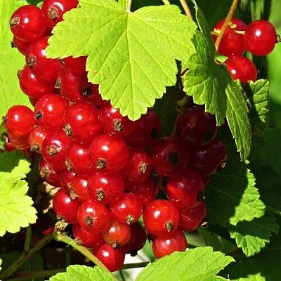 Смородина красная ГАЗЕЛЬ  Смородина красная ГАЗЕЛЬ в Липецке